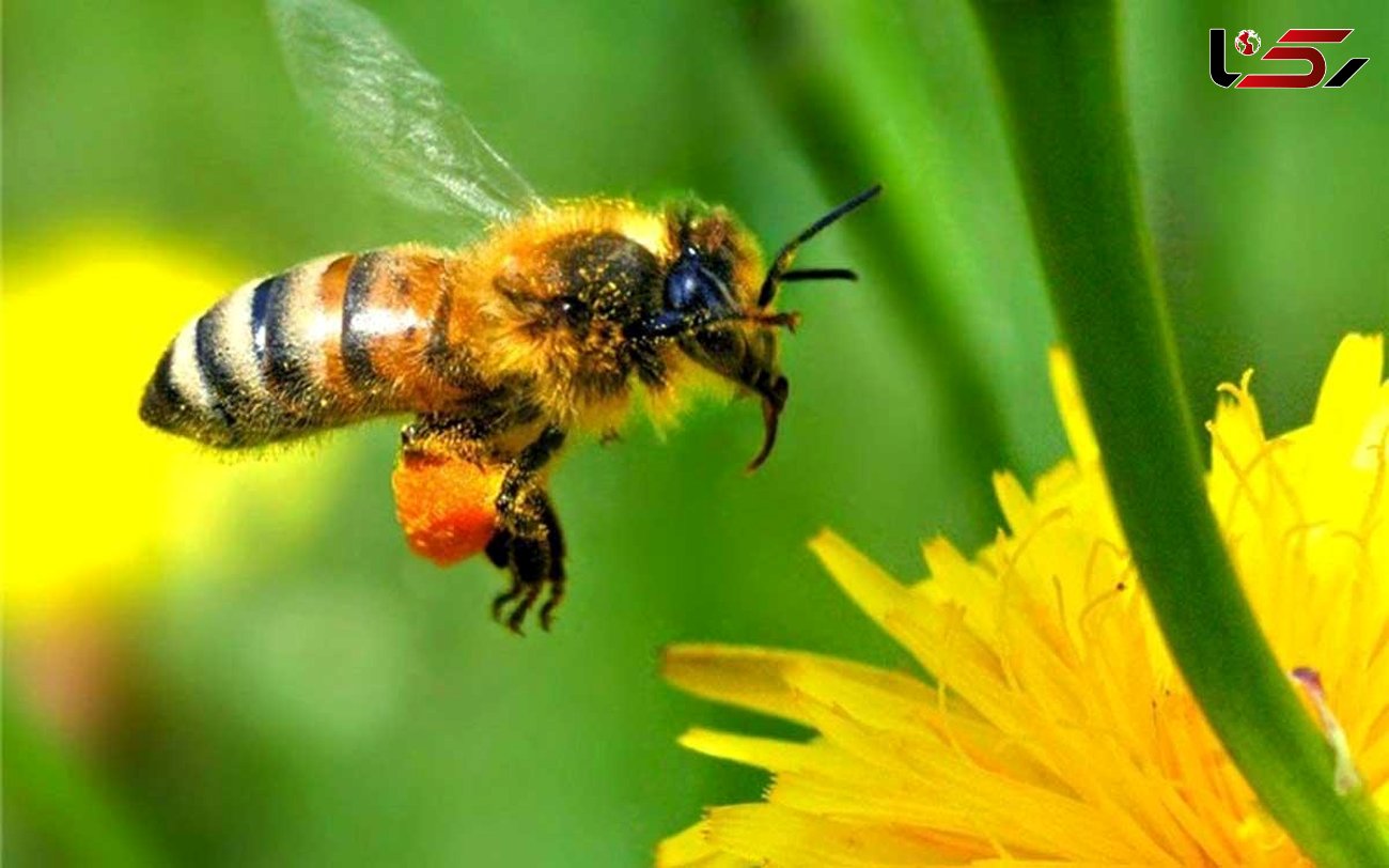 روبو-زنبورها به گرده‌افشانی گل‌ها و گیاهان کمک می‌کنند