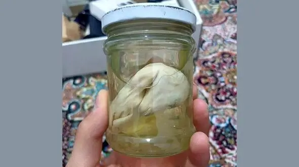 فروش جنین اسب در ایران؛ ۴.۵ میلیون برای یک ناقابل!