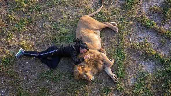 خواب آرام در کنار شیر + عکس