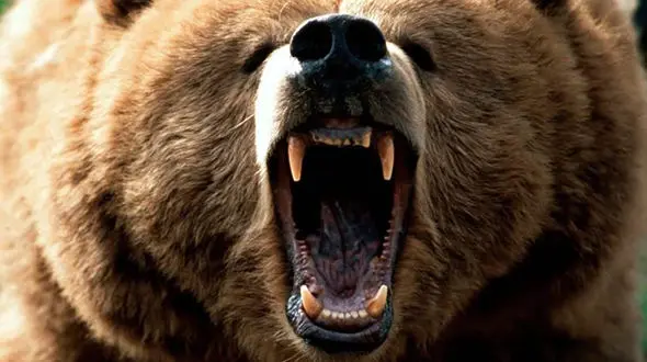 صحنه‌های ورود حیوانات وحشی به خانه ها + فیلم