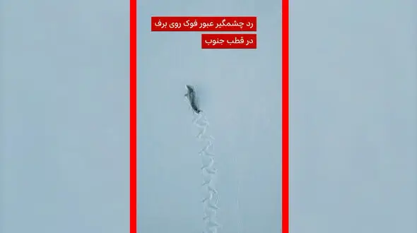 فیلم ثبت رد چشمگیر فوک خرچنگ‌خوار روی برف‌های جنوبگان