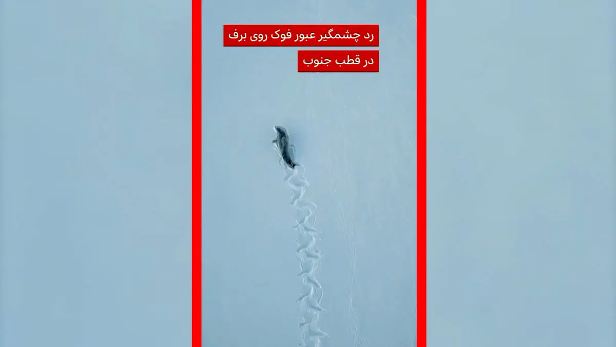 فیلم ثبت رد چشمگیر فوک خرچنگ‌خوار روی برف‌های جنوبگان