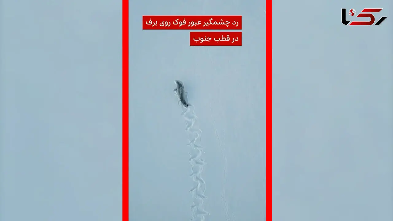 فیلم ثبت رد چشمگیر فوک خرچنگ‌خوار روی برف‌های جنوبگان