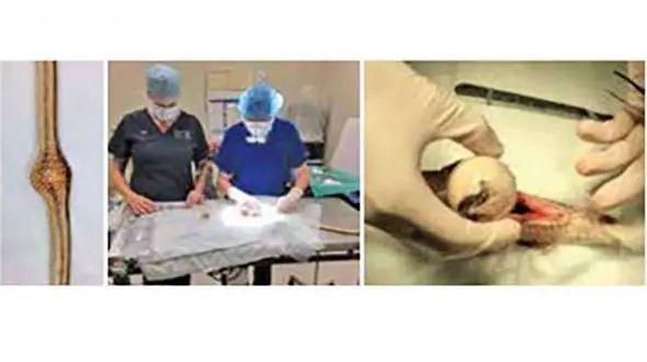 جراحی مار شکمو + عکس