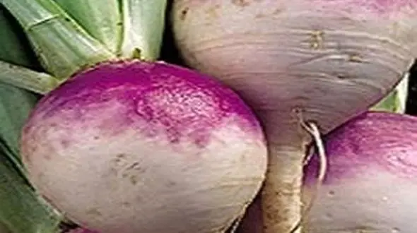 مفیدترین گیاه ضد سرماخوردگی در پاییز