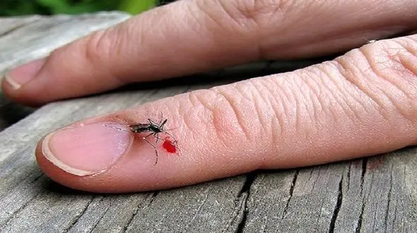 مگس ها به این گروه خونی علاقه زیادی دارند!