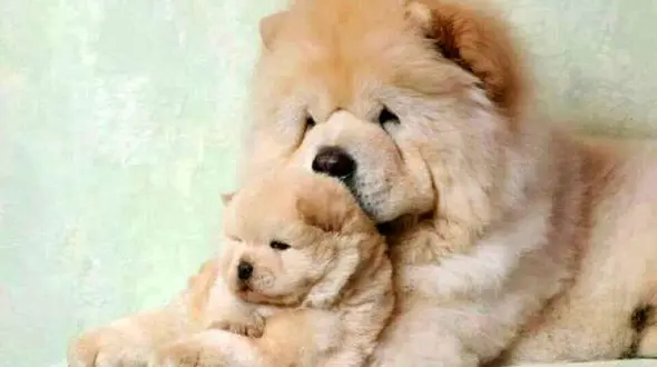 آشنایی با نژاد بانمک و دوست داشتنی چاو چاو در سگ ها +عکس 