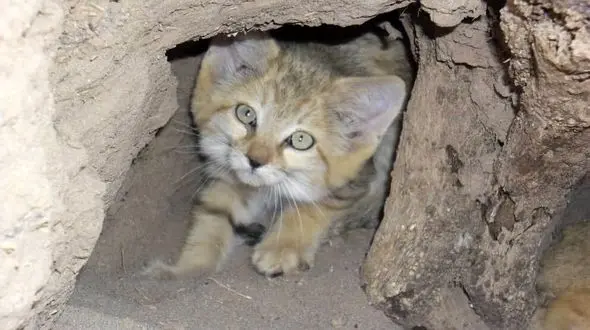 گربه شنی در نائین دیده شد/ این گونه ارزشمند است