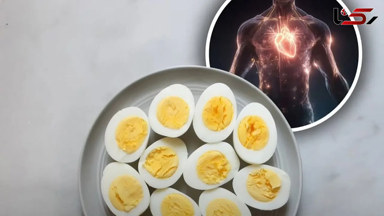 تخم مرغ برای بیماران کلسترولی و قلبی خطر دارد؟