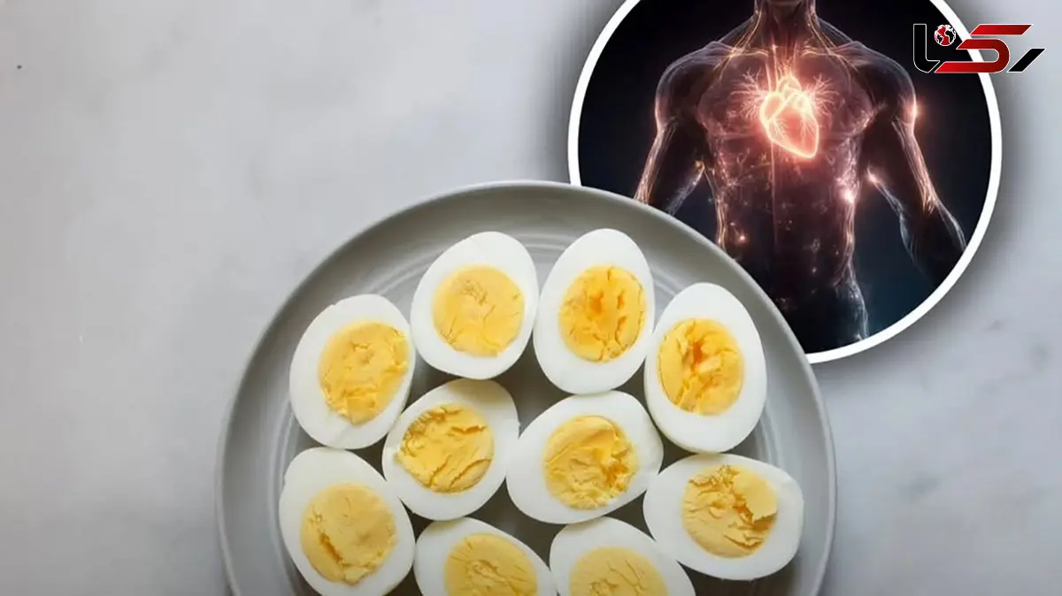 تخم مرغ برای بیماران کلسترولی و قلبی خطر دارد؟