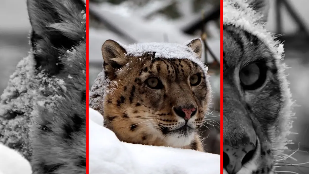 فیلم لحظه زیبای برخاستن پلنگ از زیر برف