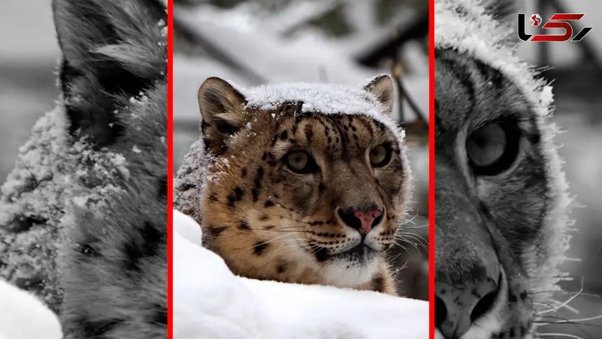 فیلم لحظه زیبای برخاستن پلنگ از زیر برف