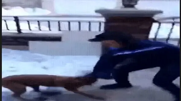 ببینید / لحظه انتقام دردناک یک سگ از مرد حیوان‌آزار! + فیلم