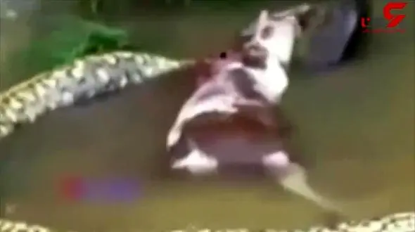 مار پیتون غول پیکر گاو را شکار کرد! + فیلم