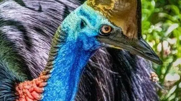 دو چهره از حیات وحش