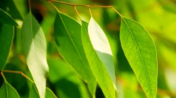 آیا از معجزه‌ های درمانی اکالیپتوس خبر دارید؟