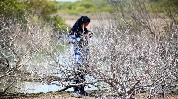 معاون محیط زیست هرمزگان: خشک شدن جنگل های حرا و مانگرو نیازمند ورود جدی دریابانی و قوه قضائیه است + فیلم