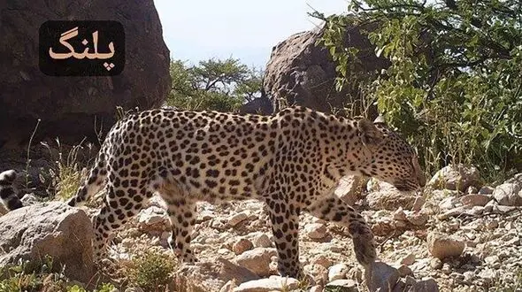 معرفی گربه‌ سانان سیستان و بلوچستان