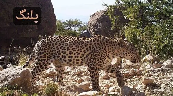 معرفی گربه‌ سانان سیستان و بلوچستان