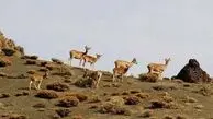 پایان مناقشه درباره پارک ملی گلستان/ مدیریت این زیست بوم با محوریت گلستان ماند