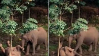 فیلم تکاندهنده از رفتار فیل مادر با جسد بچه فیل ! + علت مرگ