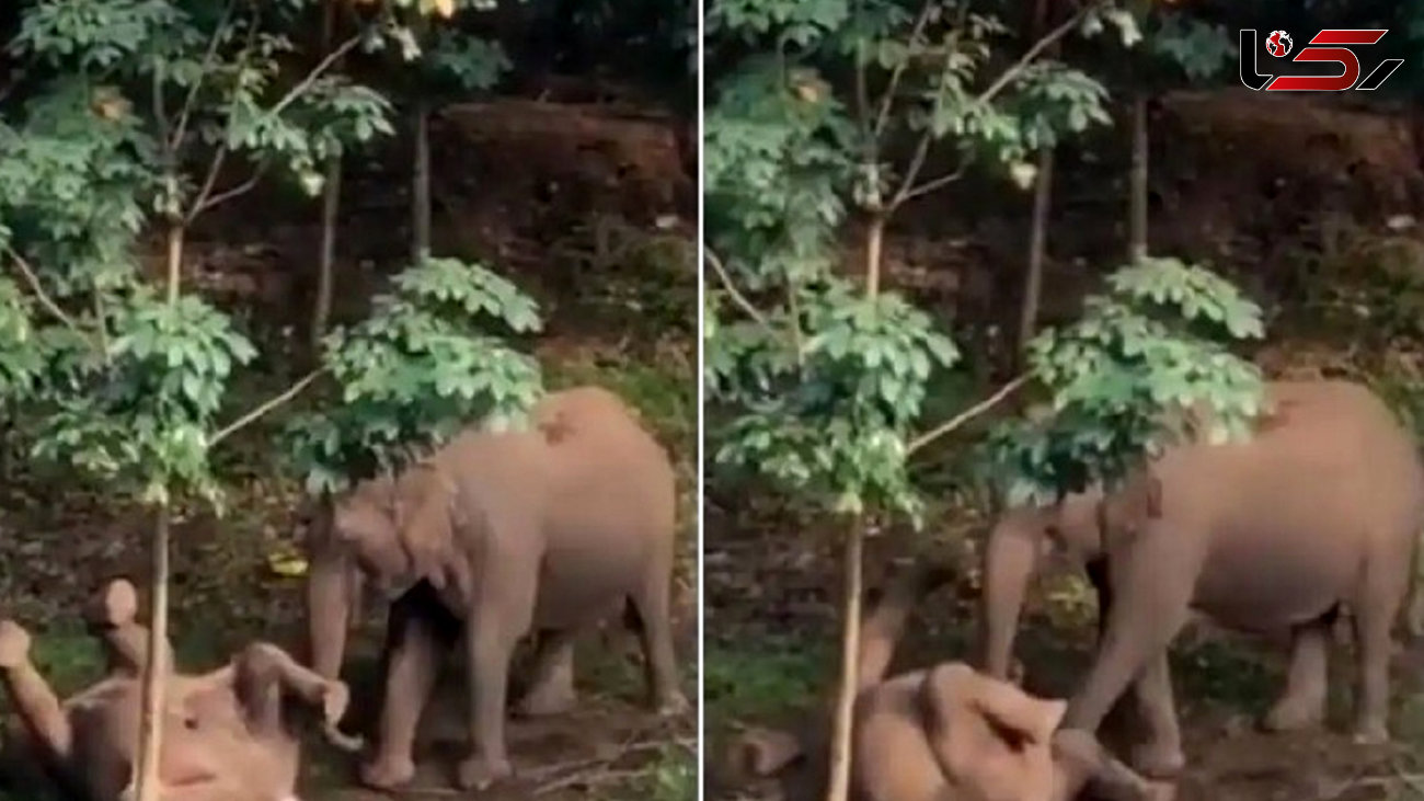 فیلم تکاندهنده از رفتار فیل مادر با جسد بچه فیل ! + علت مرگ