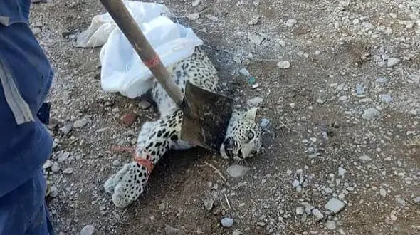 صحنه ای تلخ و تکان‌دهنده از شکار یوزپلنگ با بیل در ماهان + عکس و فیلم