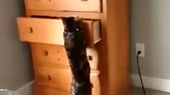 ویدئوی قایم باشک بازی گربه ای زیرک را ببینید+فیلم