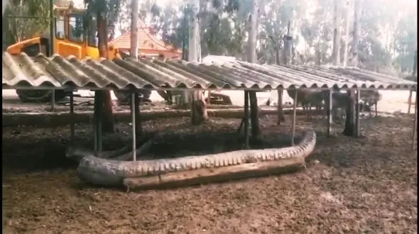  گوزن های زرد باغ وحش بهشهر در خطرند / شهرداری ناتوان در نگهداری + فیلم