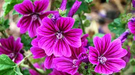 پنیرک چیست؟