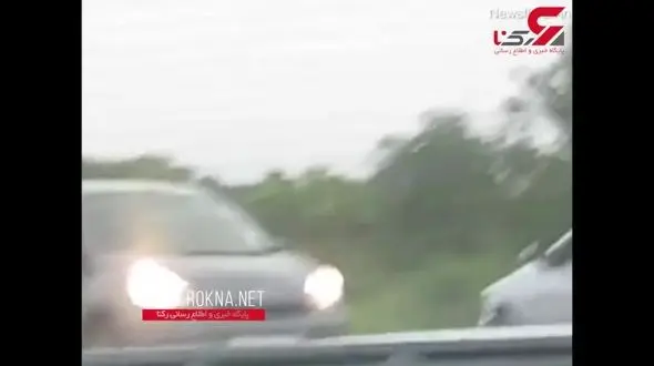 اقدام هولناک توریست با شیر وحشی + فیلم