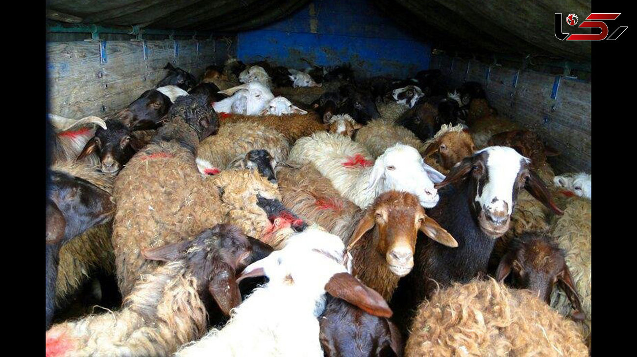 کشف گوسفندهای قاچاق در دهلران