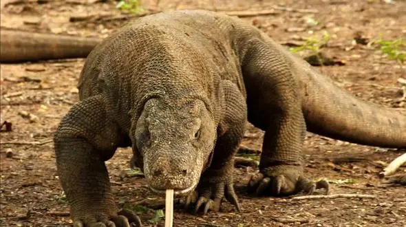 از جذابیت های حیات وحش /  صحنه بسیار دلخراش از دو اژدهای کومودو که گوزن را زنده زنده خوردن 