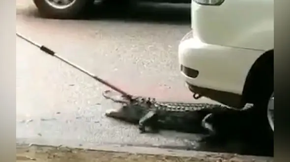 این تمساح کجا مخفی شده بود؟ + فیلم 