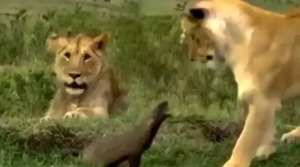 وحشت باورنکردنی شیرهای بالغ از خدنگ کوچک + فیلم