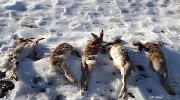 کشف 5 سر بریده خرگوش در خودروی 2 مرد بی رحم / بیجار