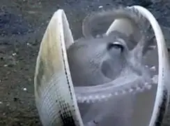 فیلم استفاده اختاپوس از صدف برای استتار