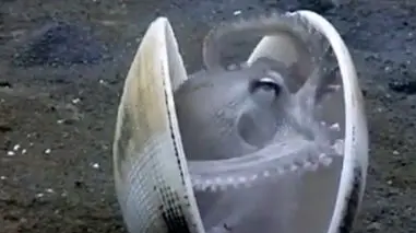 فیلم استفاده اختاپوس از صدف برای استتار