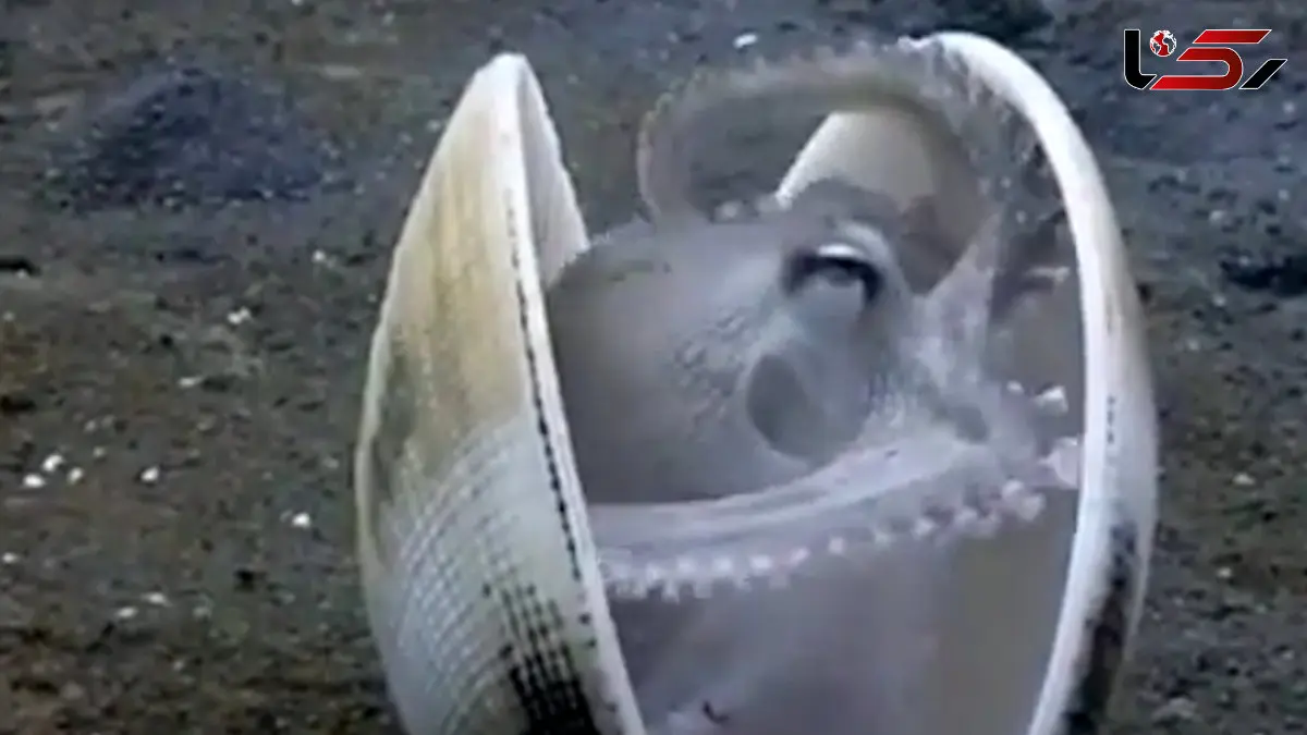 فیلم استفاده اختاپوس از صدف برای استتار