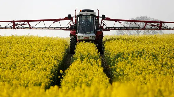 دولت با گندمکاران تسویه حساب کرد / مطالبات کلزاکاران به زودی پرداخت می شود