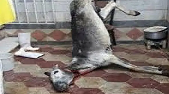 عکس وحشتناک /  لاشه الاغ مرده برای ذبح در پارکینگ خانه مسکونی در تبریز ! 