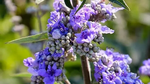 حل بیماری های زنانه با گیاه پنج انگشت