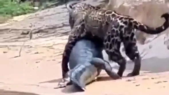 ببینید / لحظه شگفت‌انگیز شکار یک کروکودیل غول‌پیکر توسط پلنگ خالدار+ فیلم