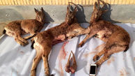 عاملین کشتار چهار بز و گوسفند وحشی در شاهرود شناسایی و دستگیر شدند 