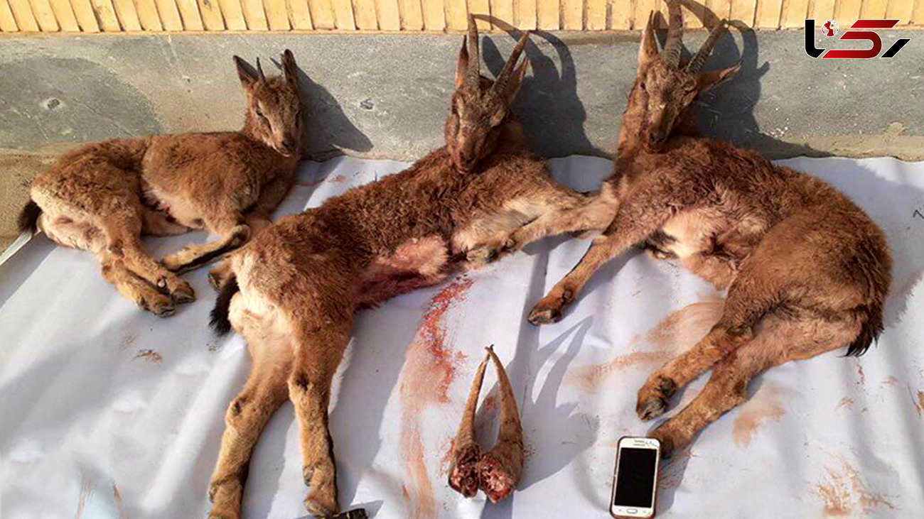 عاملین کشتار چهار بز و گوسفند وحشی در شاهرود شناسایی و دستگیر شدند 