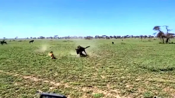 فیلم غریزه مادری گوزن در برابر شیر شکارچی