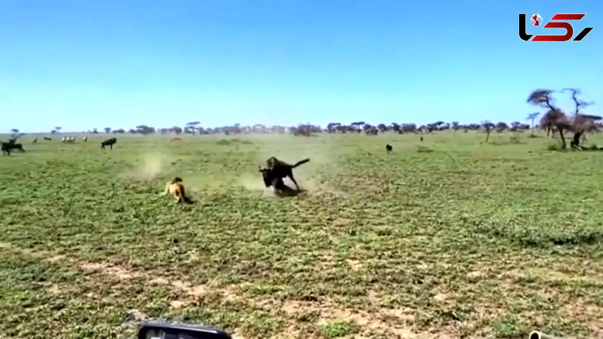 فیلم غریزه مادری گوزن در برابر شیر شکارچی