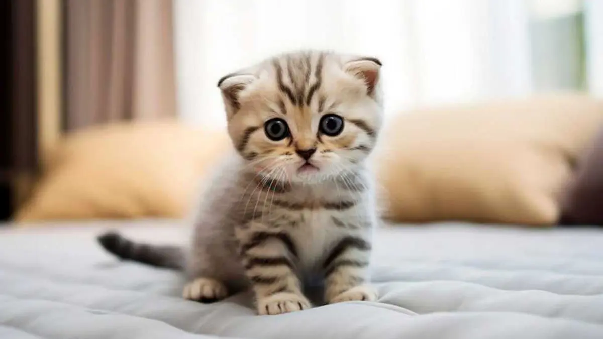 ساندویچ ویژه امروز: گربه با طعم شیطنت