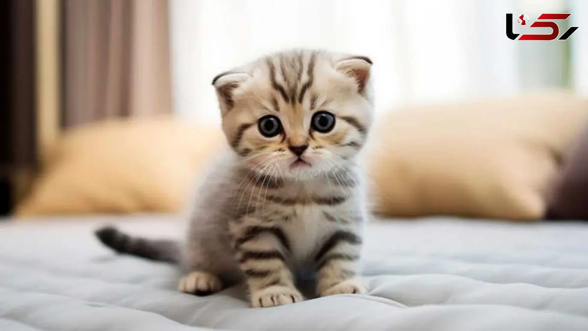 ساندویچ ویژه امروز: گربه با طعم شیطنت + فیلم