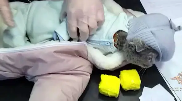 فیلم حمل مواد مخدر با بچه ای که گربه از آب در آمد!